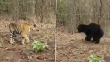 Angry Bear Chases Tiger: বাঘের দিকে তেড়ে যাচ্ছে রাগী ভাল্লুক (ভাইরাল ভিডিও)